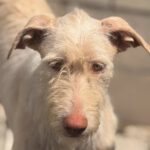 Podenco Nube, 10/2023, ca. 60 cm