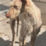 Podenco Nube, 10/2023, ca. 60 cm