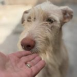 Podenco Nube, 10/2023, ca. 60 cm