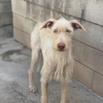 Podenco Nube, 10/2023, ca. 60 cm