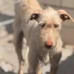 Podenco Nube, 10/2023, ca. 60 cm