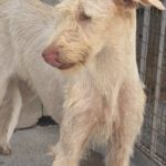 Podenco Nube, 10/2023, ca. 60 cm