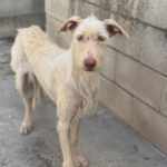 Podenco Nube, 10/2023, ca. 60 cm