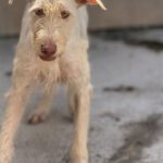 Podenco Nube, 10/2023, ca. 60 cm