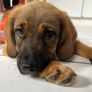 Mischling Nya, 06/2025, Endgröße ca. 45 cm, 61350 Bad Homburg