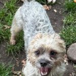 Mischling Orejas, 12/2020, ca. 31 cm, 40770 Herzlake