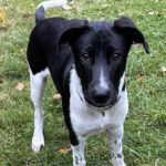 Border Collie Mischling Oso, 05/2025, Endgröße ca. 50 cm, 22297 Hamburg