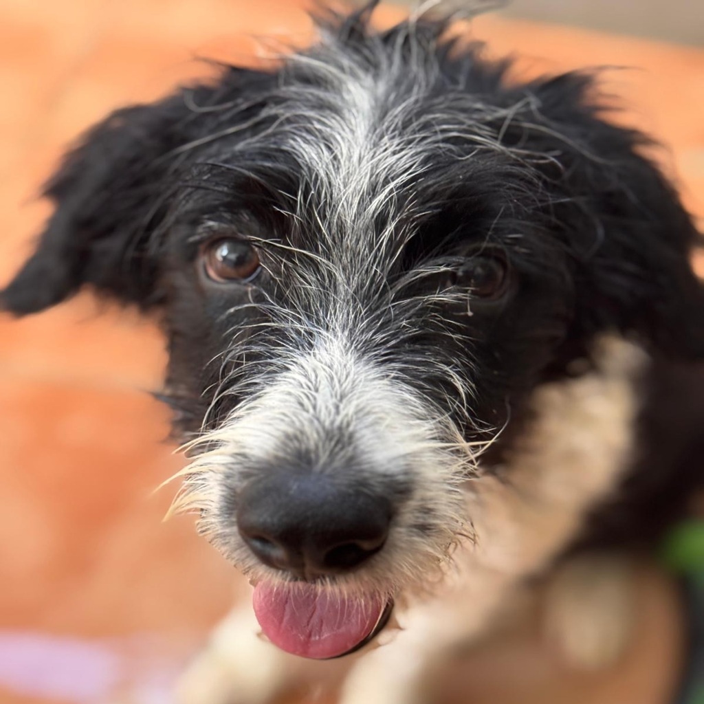 Wasserhund Mischling Otto, 05/2025, ca. 55 cm