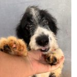 Wasserhund Border Collie Mischling Otto, 05/2025, ca 55 cm