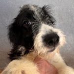 Wasserhund Border Collie Mischling Otto, 05/2025, ca 55 cm