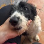 Wasserhund Border Collie Mischling Otto, 05/2025, ca 55 cm