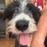 Wasserhund Border Collie Mischling Otto, 05/2025, ca 55 cm