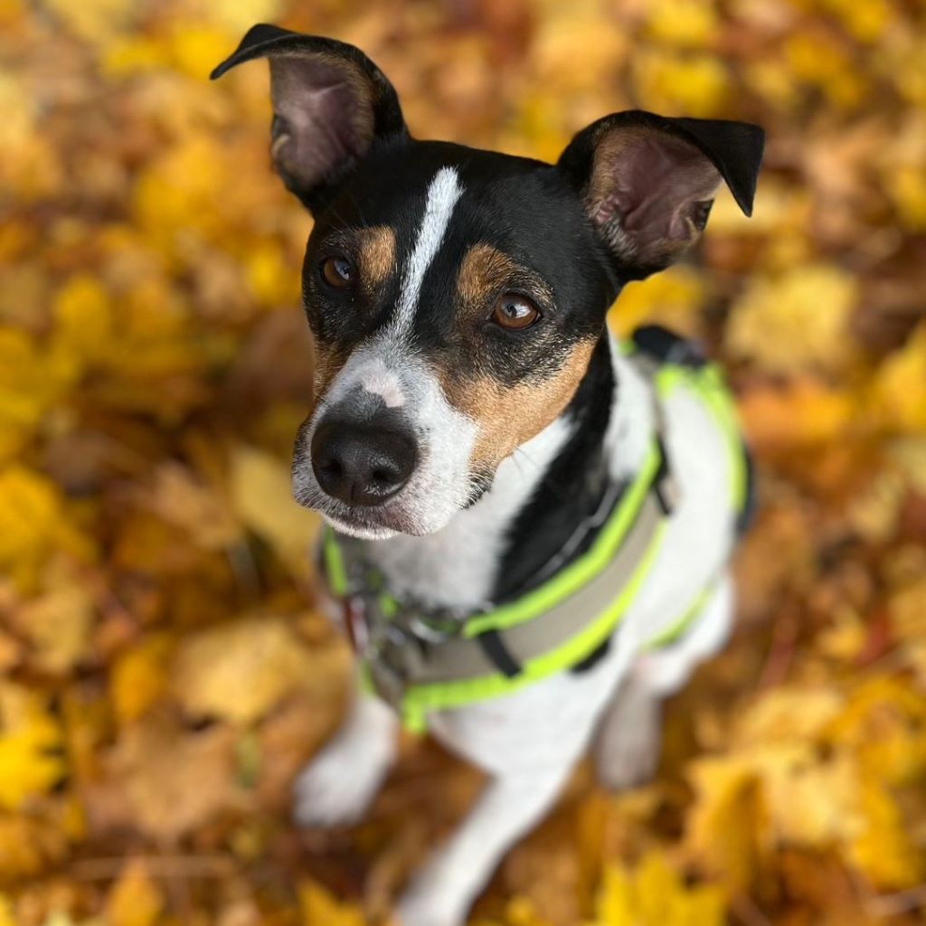 Bodeguero Paco, 06/2023, ca. 45 cm, 80469 München