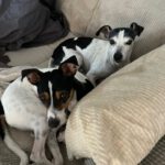 Bodeguero Paco, 06/2023, ca. 45 cm, 80469 München