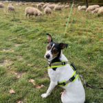 Bodeguero Paco, 06/2023, ca. 45 cm, 80469 München