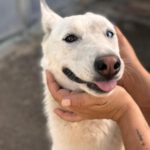 Husky Mischling Paloma, 10/2024, ca. 45 cm