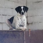 Pointer Mischling Pandora, 06/2023, ca. 50 cm