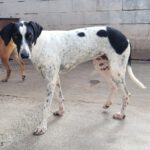 Pointer Mischling Pandora, 06/2023, ca. 50 cm