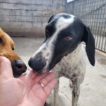 Pointer Mischling Pandora, 06/2023, ca. 50 cm