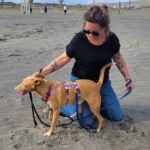 Podenco Pedro , 01/2023, ca. 49 cm