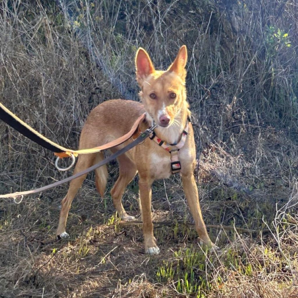 Podenco Pelos, 02/2022, ca. 40 cm