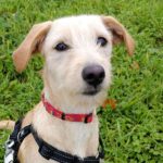 Mischling Penny, 04/2025, Endgröße ca. 40 cm, 53639 Königswinter