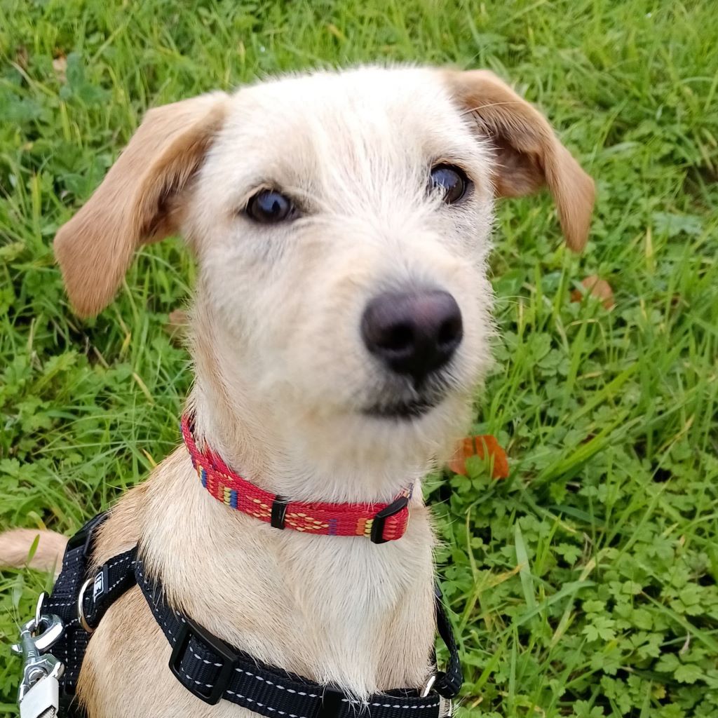 Mischling Penny, 04/2025, Endgröße ca. 40 cm, 53639 Königswinter