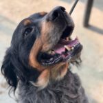 Bretone Perdigon, 03/2017, ca. 47 cm