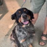 Bretone Perdigon, 03/2017, ca. 47 cm