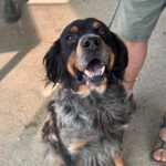 Bretone Perdigon, 03/2017, ca. 47 cm