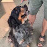 Bretone Perdigon, 03/2017, ca. 47 cm