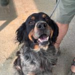 Bretone Perdigon, 03/2017, ca. 47 cm