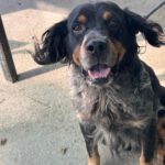 Bretone Perdigon, 03/2017, ca. 47 cm