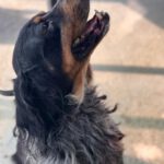 Bretone Perdigon, 03/2017, ca. 47 cm