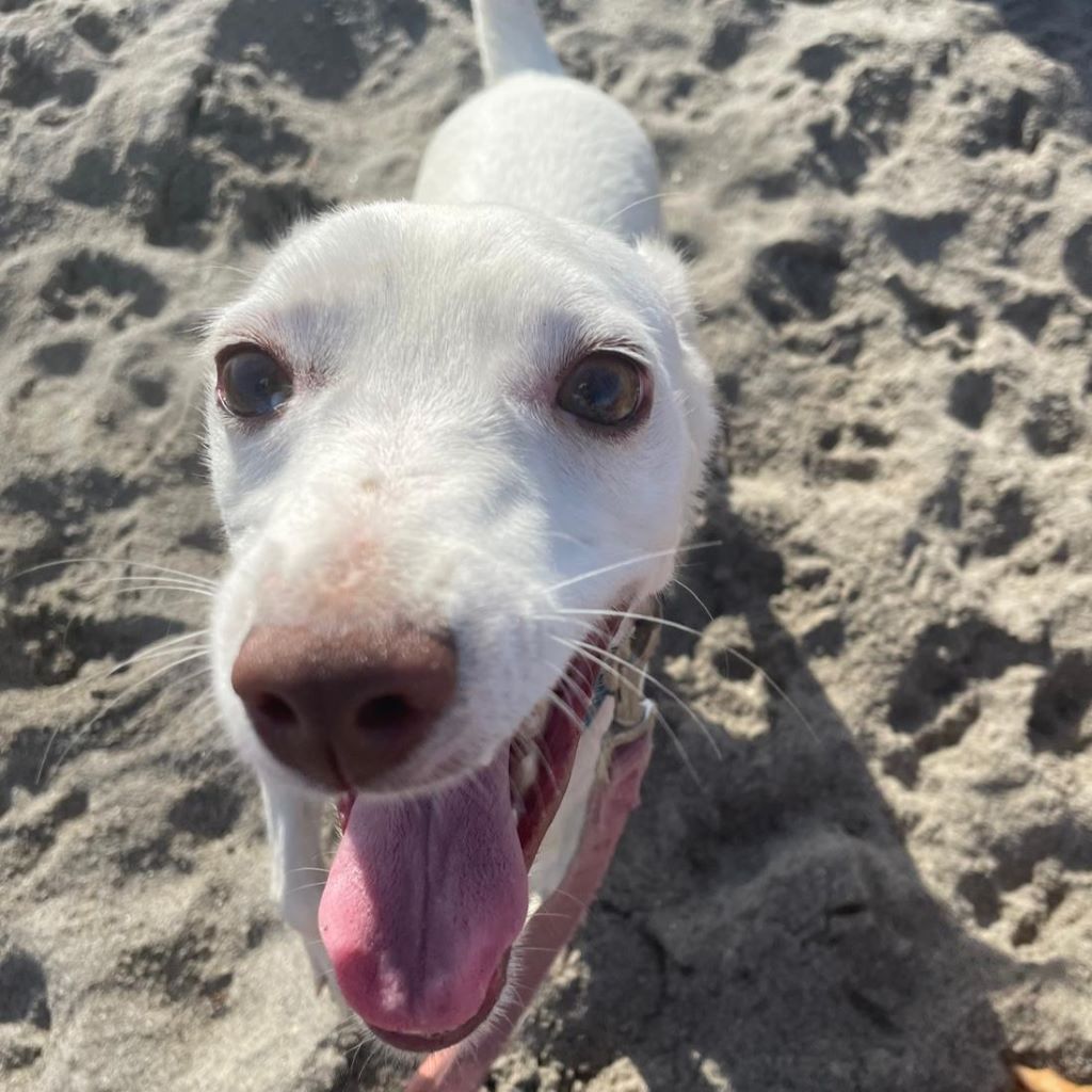 Podenco Petrus, 01/2023, ca. 40 cm