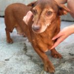 Podenco Maneto Pili, 09/2021, ca. 30 cm