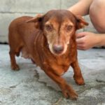 Podenco Maneto Pili, 09/2021, ca. 30 cm