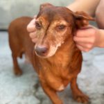 Podenco Maneto Pili, 09/2021, ca. 30 cm
