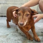 Podenco Maneto Pili, 09/2021, ca. 30 cm