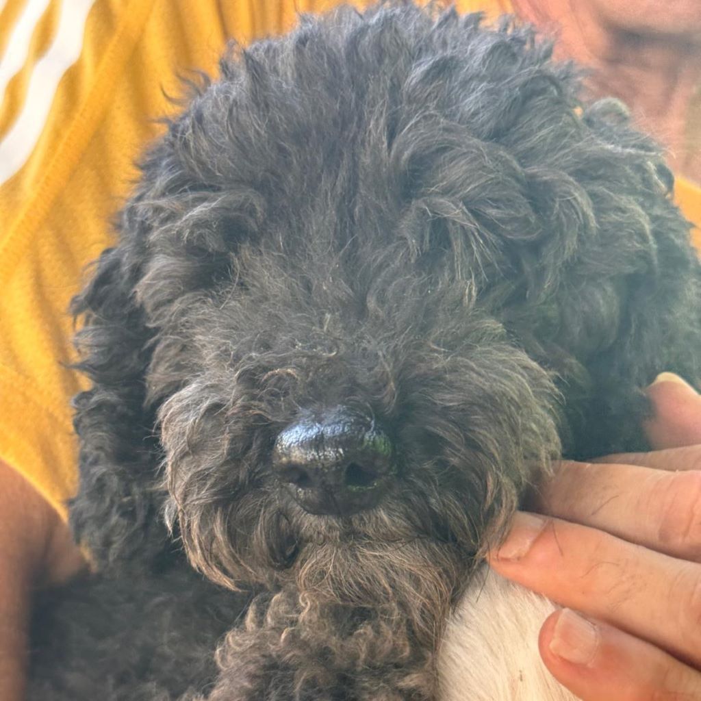 Pudel Pippo, 09/2019, ca. 35 cm