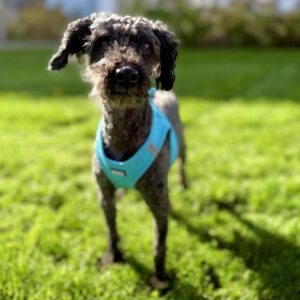 Pudel Pippo, 09/2019, ca. 35 cm, 61440 Oberursel