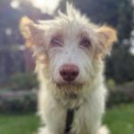 Podenco Campanero Pirata, 11/2017, ca. 70 cm, 31228 Peine