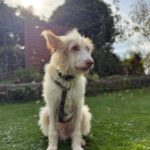 Podenco Campanero Pirata, 11/2017, ca. 70 cm, 31228 Peine