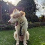 Podenco Campanero Pirata, 11/2017, ca. 70 cm, 31228 Peine