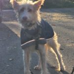 Podenco Campanero Pirata, 11/2017, ca. 70 cm, 31228 Peine