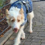 Podenco Campanero Pirata, 11/2017, ca. 70 cm, 31228 Peine