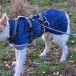 Podenco Campanero Pirata, 11/2017, ca. 70 cm, 31228 Peine