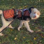 Podenco Campanero Pirata, 11/2017, ca. 70 cm, 31228 Peine