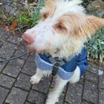 Podenco Campanero Pirata, 11/2017, ca. 70 cm, 31228 Peine