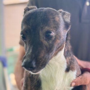 Mischling Pluto, 10/2022, 35 cm